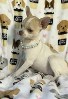 AKC Tinsel, a female Chihuahua for sale in Jasper, MO – 7 of 10