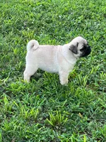 AKC Midas, a male Pug for sale in Jasper, MO – 3 of 10