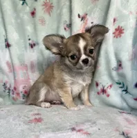 AKC Rocket Man, a male Chihuahua for sale in Jasper, MO – 6 of 9