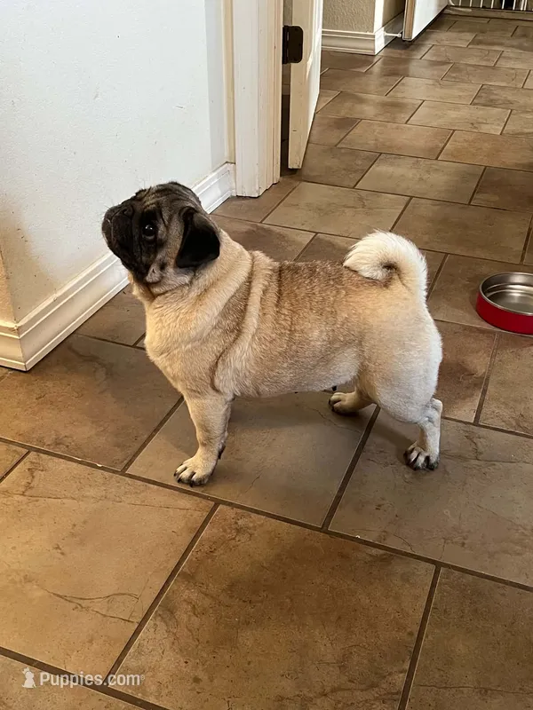 AKC Zara – Pug puppy for sale in Jasper, MO