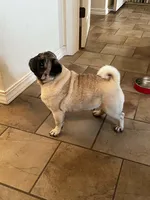 AKC Zara, a female Pug for sale in Jasper, MO – 4 of 8