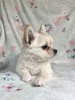 AKC Silas, a male Chihuahua for sale in Jasper, MO – 3 of 6