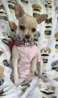 ALC Tess, a female Chihuahua for sale in Jasper, MO – 4 of 8