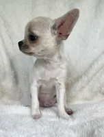 AKC Opie, a male Chihuahua for sale in Jasper, MO – 3 of 4