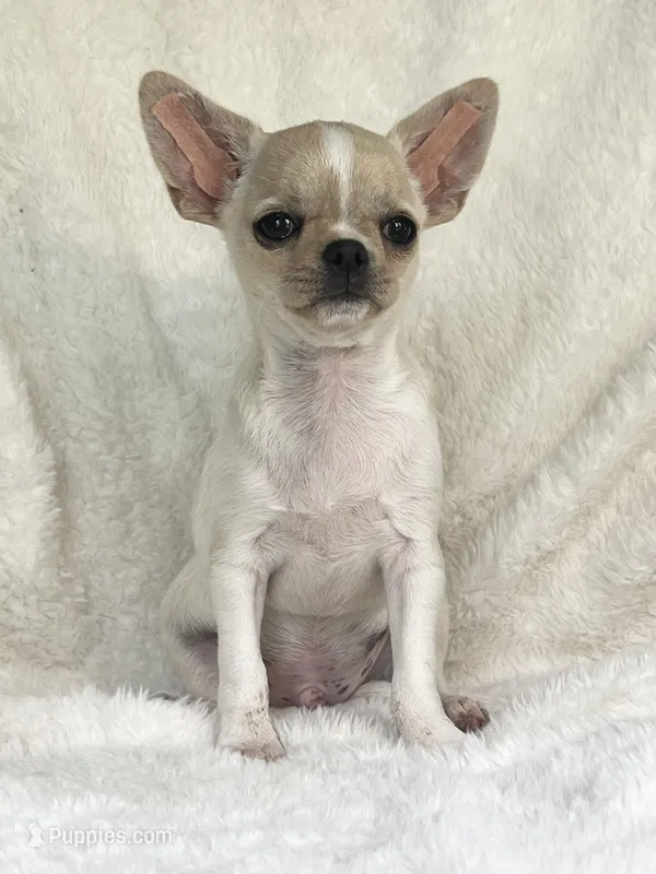 AKC Opie – Chihuahua puppy for sale in Jasper, MO
