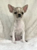 AKC Opie, a male Chihuahua for sale in Jasper, MO – 1 of 4