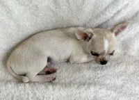 AKC Opie, a male Chihuahua for sale in Jasper, MO – 4 of 4