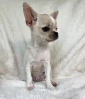 AKC Opie, a male Chihuahua for sale in Jasper, MO – 2 of 4