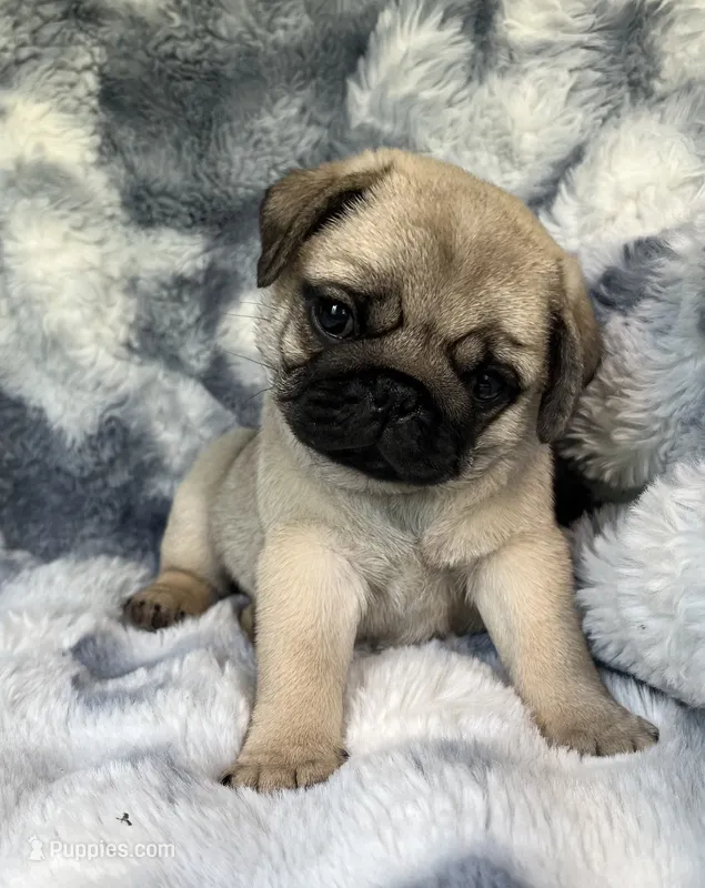 AKC Midas – Pug puppy for sale in Jasper, MO