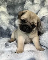 AKC Midas, a male Pug for sale in Jasper, MO – 1 of 8