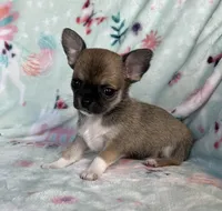 AKC Merlin, a male Chihuahua for sale in Jasper, MO – Photo 1 of 6
