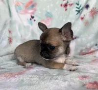 AKC Merlin, a male Chihuahua for sale in Jasper, MO – Photo 2 of 6