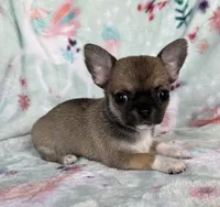 AKC Merlin, a male Chihuahua for sale in Jasper, MO – Photo 3 of 6