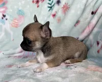 AKC Merlin, a male Chihuahua for sale in Jasper, MO – Photo 4 of 6