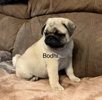 AKC Bodhi-champ lines, a male Pug for sale in Jasper, MO – Photo 3 of 7