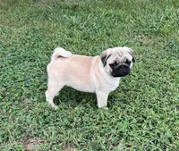 AKC Bodhi-champ lines, a male Pug for sale in Jasper, MO – Photo 1 of 7