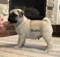 AKC Bodhi-champ lines, a male Pug for sale in Jasper, MO – Photo 6 of 7