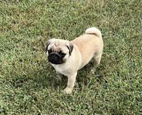 AKC Bodhi-champ lines, a male Pug for sale in Jasper, MO – Photo 2 of 7