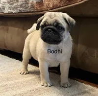 AKC Bodhi-champ lines, a male Pug for sale in Jasper, MO – Photo 7 of 7