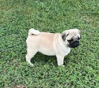 AKC Bodhi-champ lines, a male Pug for sale in Jasper, MO – Photo 5 of 7