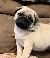 AKC Bodhi-champ lines, a male Pug for sale in Jasper, MO – Photo 4 of 7