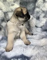 AKC Misha, a female Pug for sale in Jasper, MO – 2 of 10