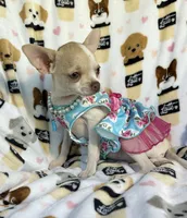 AKC Tinsel, a female Chihuahua for sale in Jasper, MO – 8 of 10