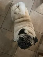 AKC Maggie, a female Pug for sale in Jasper, MO – 8 of 8