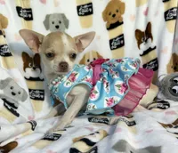 AKC Tinsel, a female Chihuahua for sale in Jasper, MO – 5 of 10