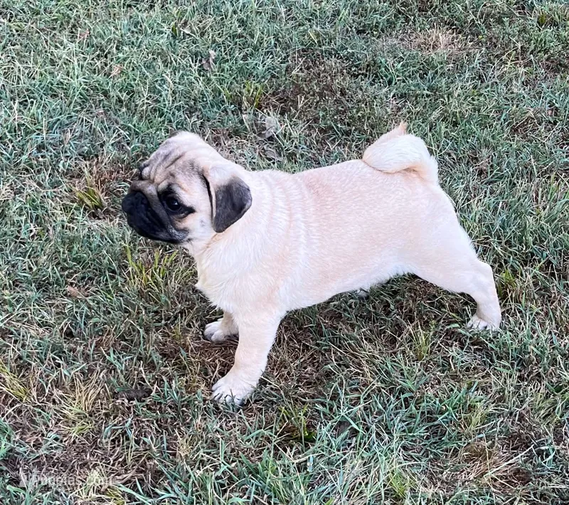 AKC champion lines, show prospect Midas – Pug puppy for sale in Jasper, MO