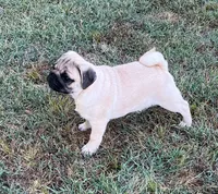 AKC champion lines, show prospect Midas, a male Pug for sale in Jasper, MO – 1 of 10