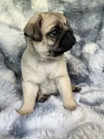 AKC Midas, a male Pug for sale in Jasper, MO – 4 of 8
