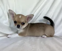 AKC Quincy , a female Chihuahua for sale in Jasper, MO – 4 of 8