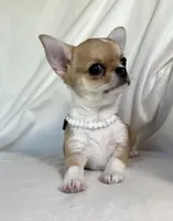 AKC Quincy , a female Chihuahua for sale in Jasper, MO – 3 of 8