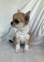 AKC Quincy , a female Chihuahua for sale in Jasper, MO – 6 of 8