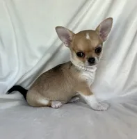AKC Quincy , a female Chihuahua for sale in Jasper, MO – 7 of 8