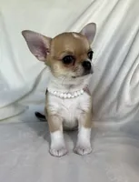 AKC Quincy , a female Chihuahua for sale in Jasper, MO – 5 of 8