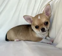 AKC Quincy , a female Chihuahua for sale in Jasper, MO – 8 of 8