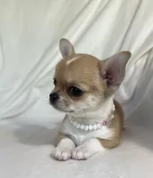 AKC Quincy , a female Chihuahua for sale in Jasper, MO – 1 of 8