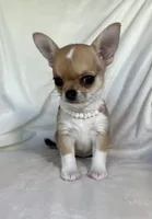 AKC Quincy , a female Chihuahua for sale in Jasper, MO – 2 of 8
