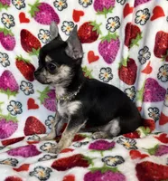 AKC Jazzy, a female Chihuahua for sale in Jasper, MO – Photo 3 of 6