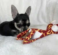 AKC Jazzy, a female Chihuahua for sale in Jasper, MO – Photo 3 of 4