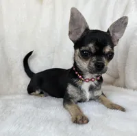 AKC Jazzy, a female Chihuahua for sale in Jasper, MO – Photo 1 of 4