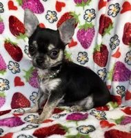 AKC Jazzy, a female Chihuahua for sale in Jasper, MO – Photo 2 of 6