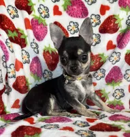 AKC Jazzy, a female Chihuahua for sale in Jasper, MO – Photo 4 of 6