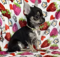 AKC Jazzy, a female Chihuahua for sale in Jasper, MO – Photo 1 of 6