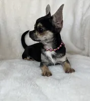 AKC Jazzy, a female Chihuahua for sale in Jasper, MO – Photo 2 of 4