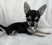 AKC Jazzy, a female Chihuahua for sale in Jasper, MO – Photo 4 of 4