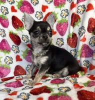 AKC Jazzy, a female Chihuahua for sale in Jasper, MO – Photo 5 of 6