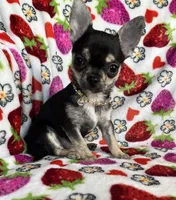 AKC Jazzy, a female Chihuahua for sale in Jasper, MO – Photo 6 of 6